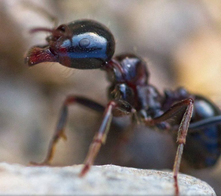 Messor arenarius Colonie avec reines et ouvrières Fourmiculture