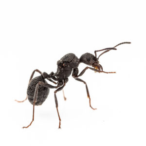 Aphaenogaster senilis Entdeckerset – Spanien – Ameisenhöhlennest