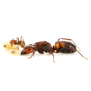 Camponotus nicobarensis Colonie avec Reine et Ouvrières
