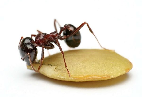 Messor wasmanni - Colony with Queen and Workers