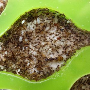 Pheidole pallidula – Reine avec couvain
