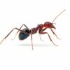 Iridomyrmex purpureus - Australia - Colony with Queen | Ant farming