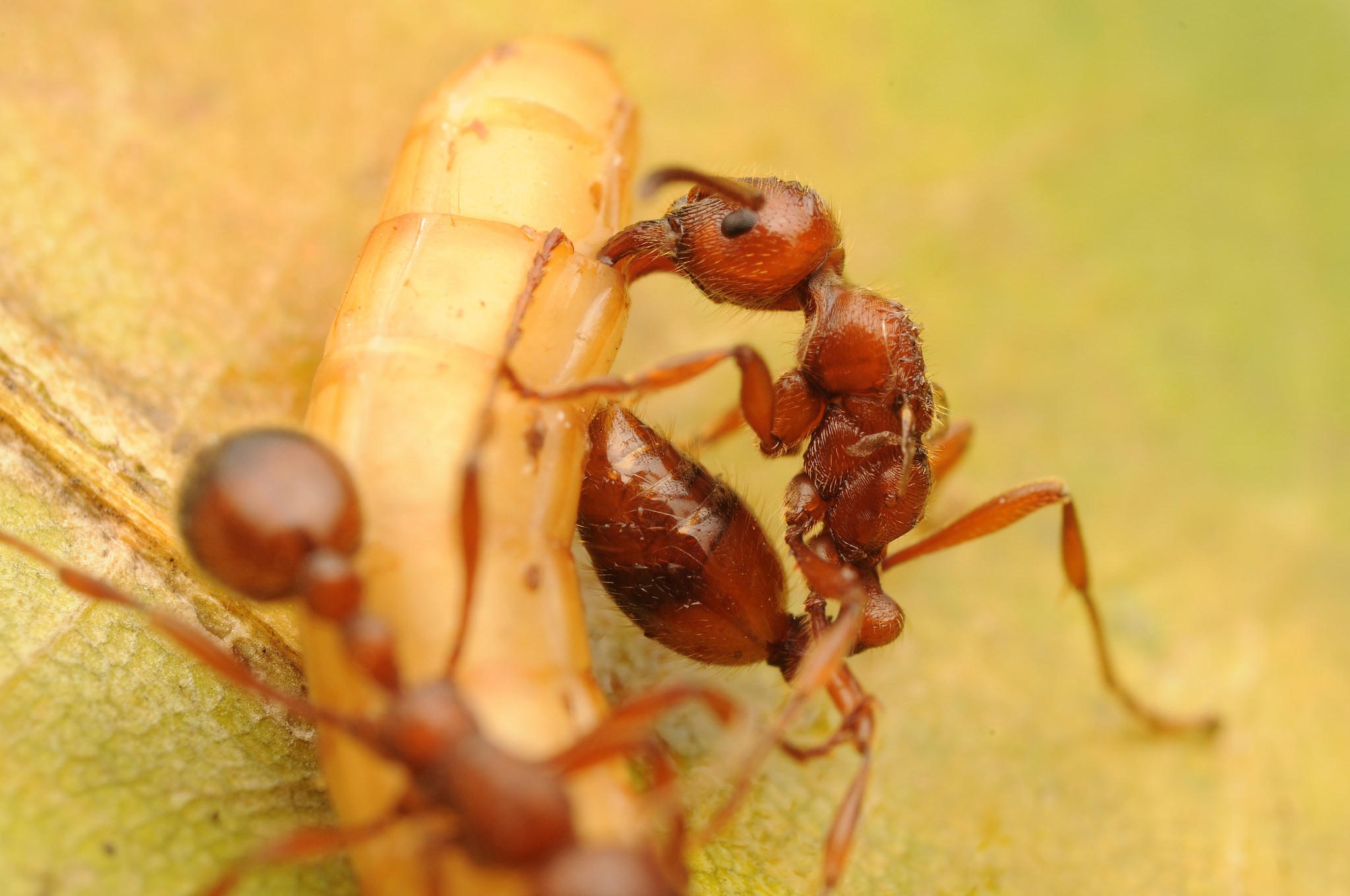 Especie de hormiga Manica rubida - ANTCUBE