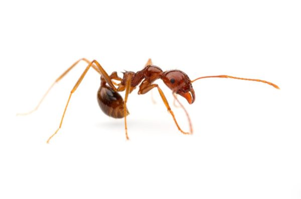 Aphaenogaster longiceps - Australien