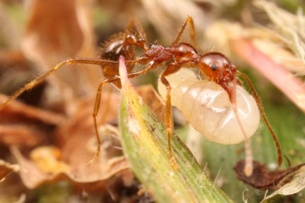 Aphaenogaster longiceps - Australien