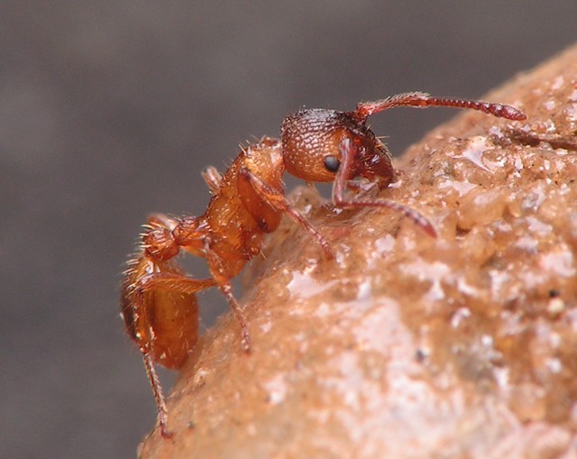 Hormigas para Gel Hormigueros - Obreras Myrmica | cultivo de hormigas