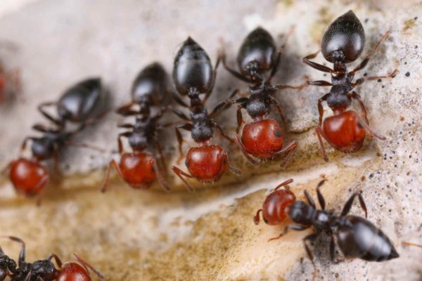 Crematogaster scutellaris Colony with Queen and Workers