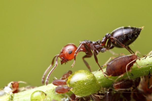 Crematogaster scutellaris Colony with Queen and Workers