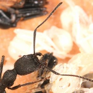 Aphaenogaster senilis – Colonie avec Reine et Ouvrières