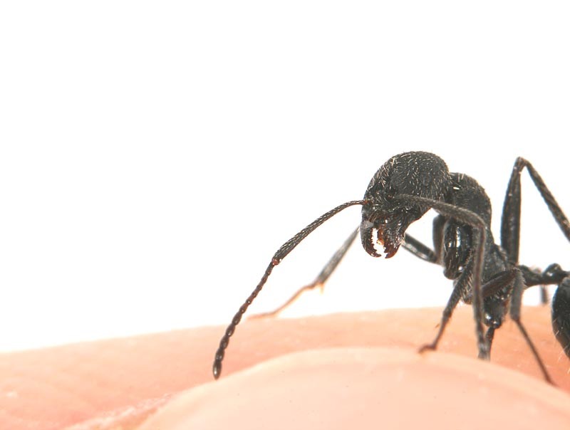 Aphaenogaster senilis - Kolonie mit Königin und Arbeiterinnen