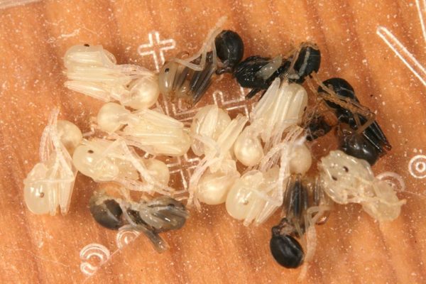Aphaenogaster senilis - Colonie avec Reine et Ouvrières