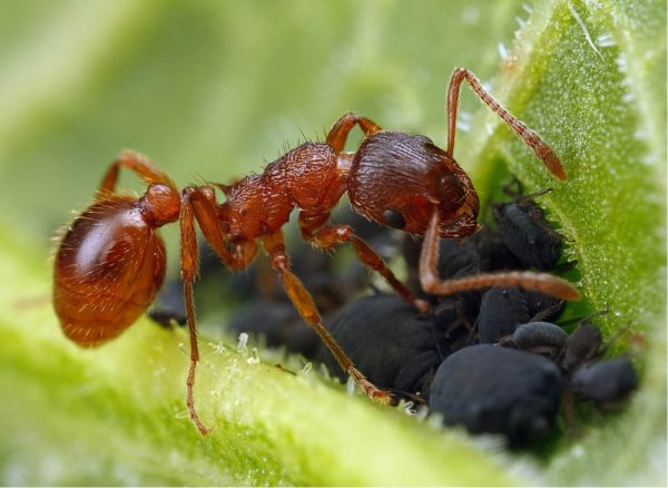 Myrmica rubra - Colony with Queen and Workers