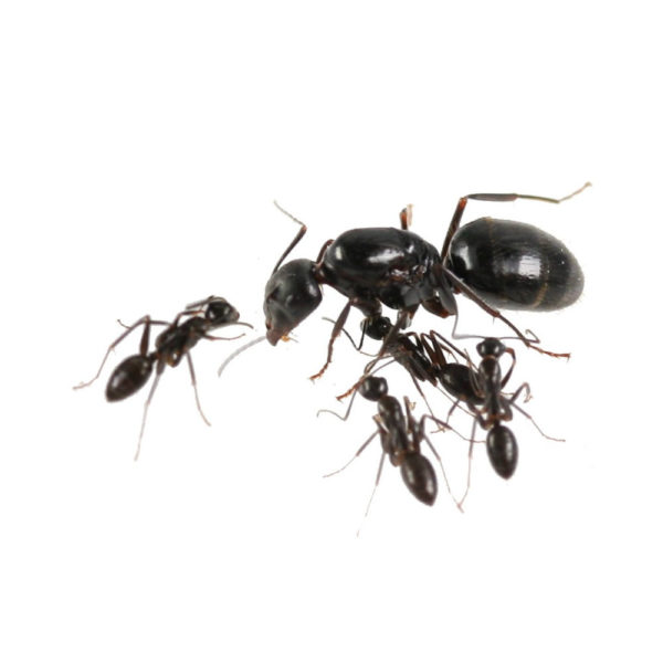 Camponotus aethiops - Colony with Queen and workers