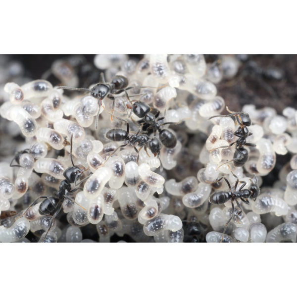 Iridomyrmex bicknelli - Colony with Queen and workers
