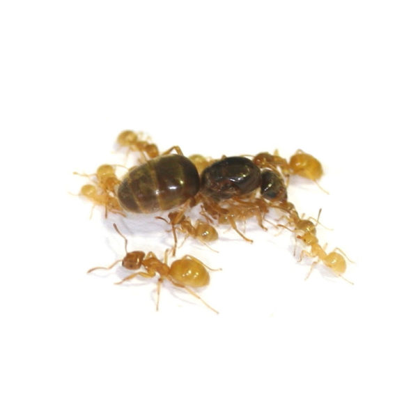 Lasius flavus - Colony with Queen and Workers