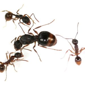 Aphaenogaster japonica (reine + 40 à 80 ouvrières)