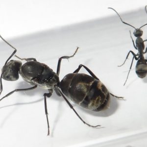 Camponotus dolendus (Reine + 10 ouvrières)