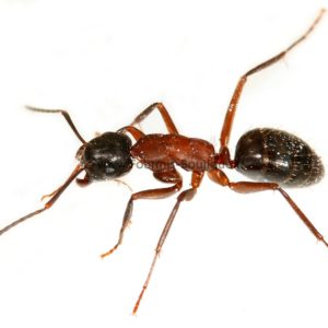 Camponotus ligniperdus – Colonie avec Reine et ouvrières
