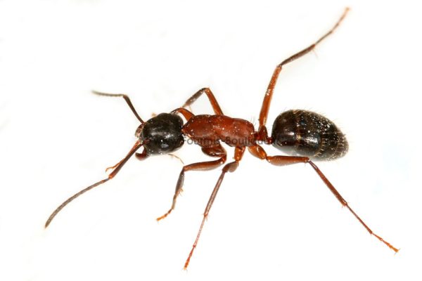 Camponotus herculeanus - Kolonie mit Königin und Arbeiterinnen