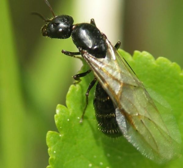 Camponotus piceus Queen + 1 bis 5 Arbeiterinnen