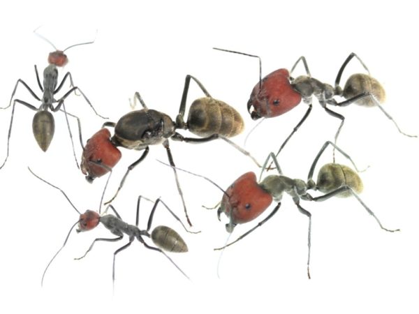 Camponotus singualaris (reine + premières ouvrières)