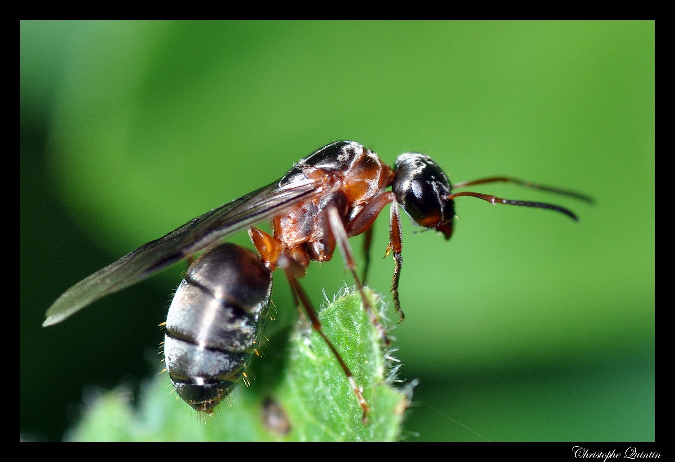 Formica sanguinea Colonie avec Reine et Ouvrières Fourmiculture