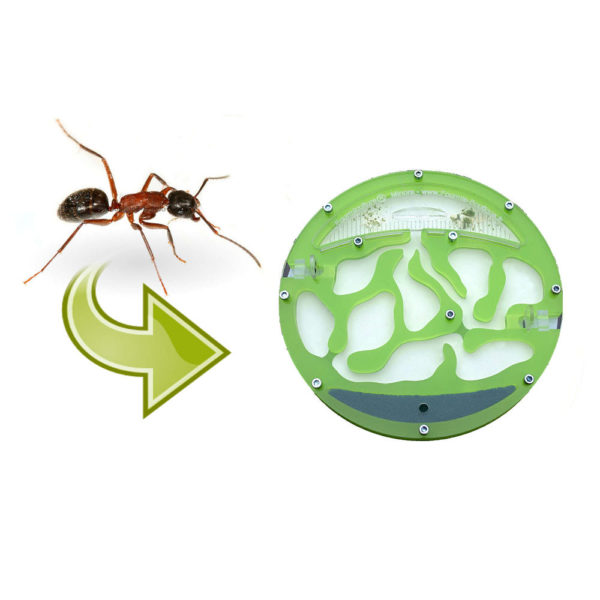 Instalación de hormigas en su Hormiguero