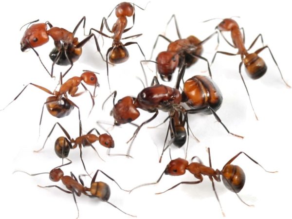 Pack Camponotus nicobarensis (reine + 300 à 400 ouvrières) + Minora + Bonus