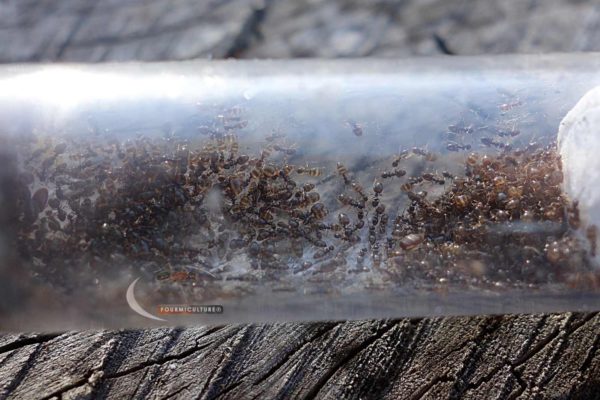 Plagiolepis pygmaea - Colony with Queen and Workers