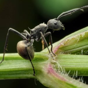 Polyrhachis dives (Colonie avec Reine et Ouvrières)