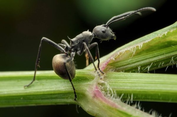 Polyrhachis dives (1 à 3 reines + 200 à 300 ouvrières)