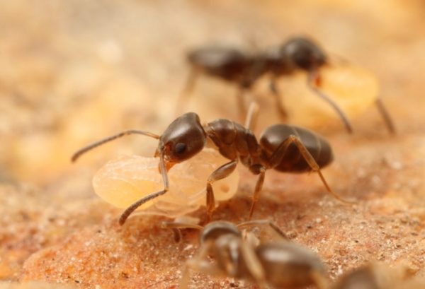 Tapinoma erraticum - Colony with Queen and Workers