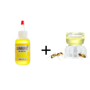 kit nourriture miellat fourmis