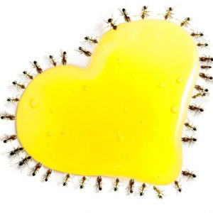 Nectar à Fourmis Sunburst 60ml – ByFormica