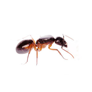 Camponotus sanctus – Colonie avec Reine et ouvrières