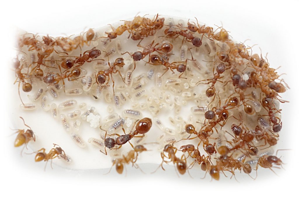 ATELIER NATURALISTE : De la fourmi à la fourmilière.