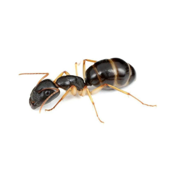 Camponotus-claripes