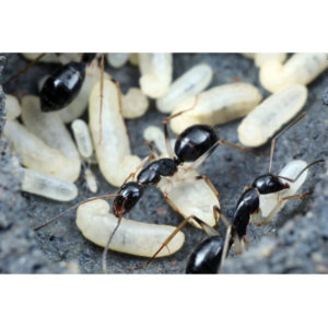 Camponotus maculatus – Reine avec couvain