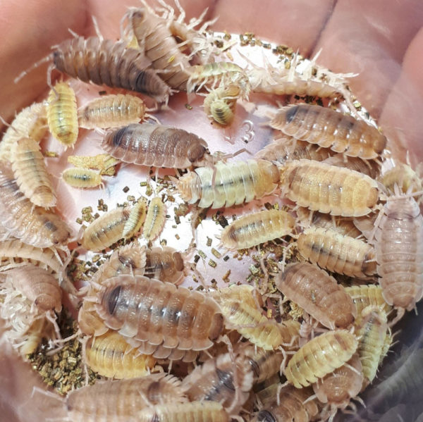 isopod woodlouse porcellio scaber