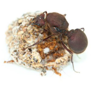 Atta cephalotes – Fourmis coupeuses de feuilles