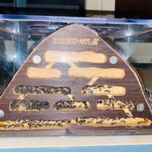 Camponotus dolendus 200 ouvrières + nid bois