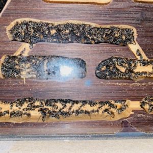Camponotus dolendus 200 ouvrières + nid bois
