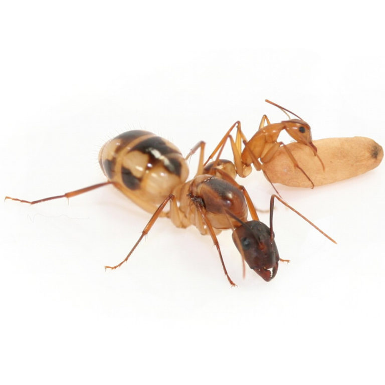 Camponotus maculatus - Queen with brood | Ant farming