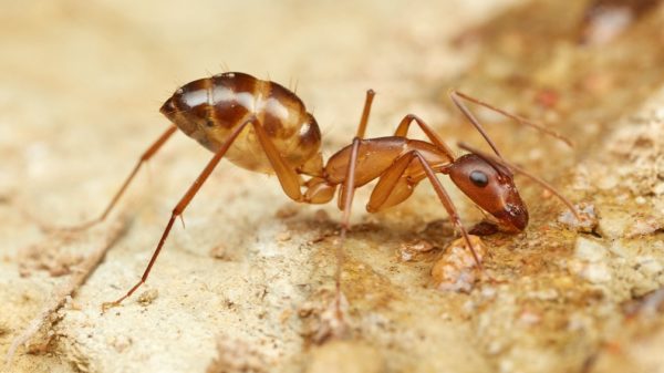 Camponotus-maculatus-4-Philip Herbst