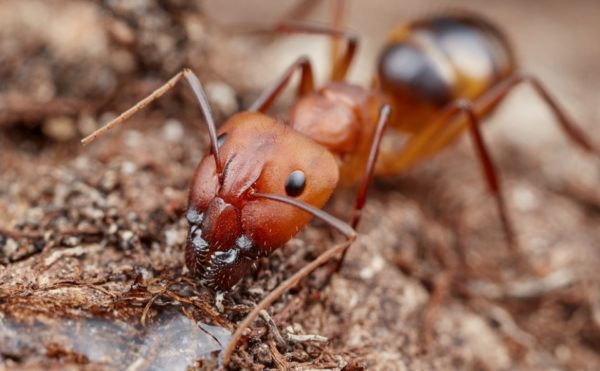 Camponotus-maculatus2-Philip Herbst