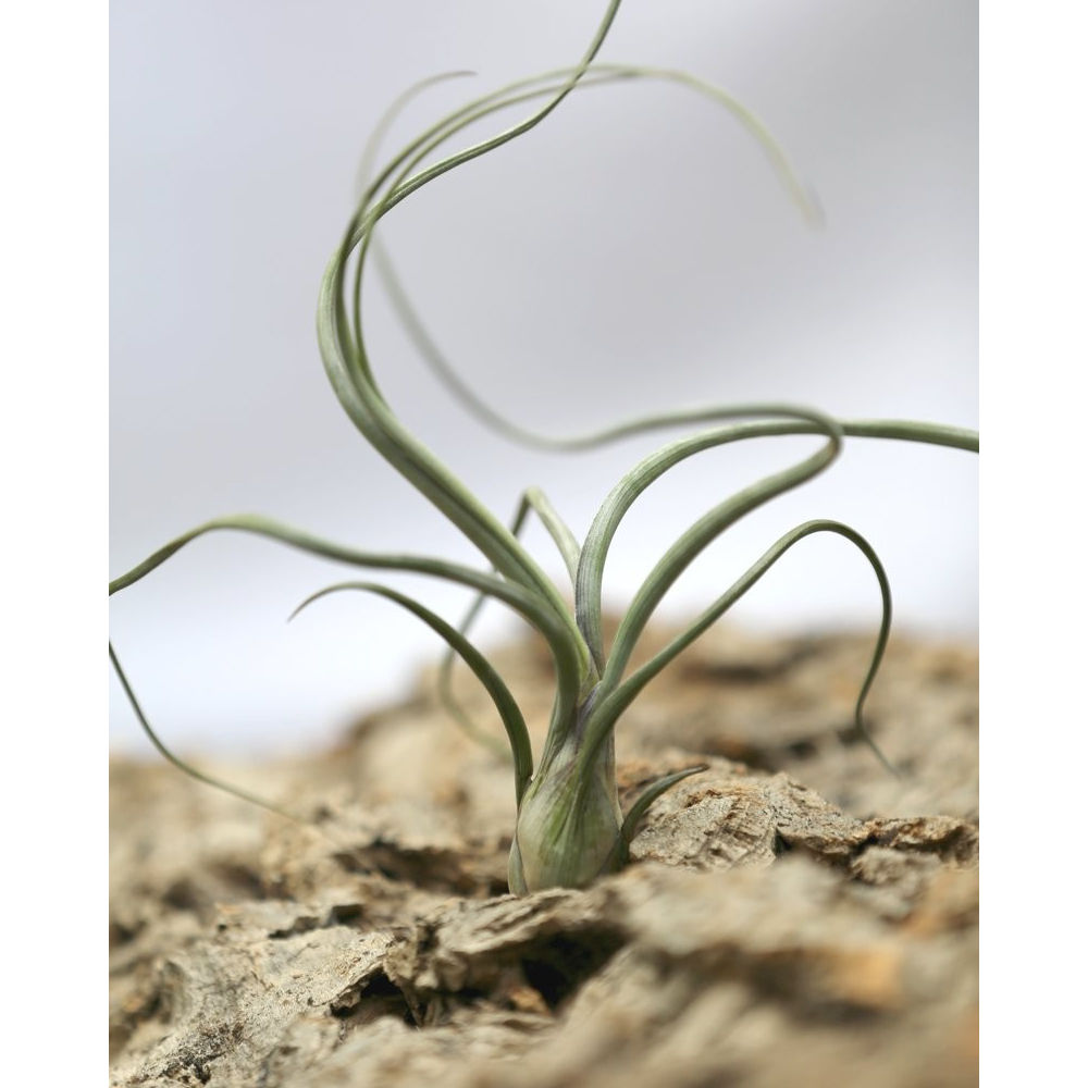 Tillandsia baileyi – 15 à 20cm - Fourmiculture