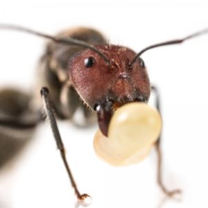 Camponotus singularis – Colony with Queen and Workers