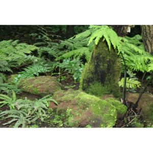 Photo d’arrière plan verticale 30x60cm Forêt Tropicale