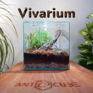 Kit Vivarium Antcube 30x30x30cm