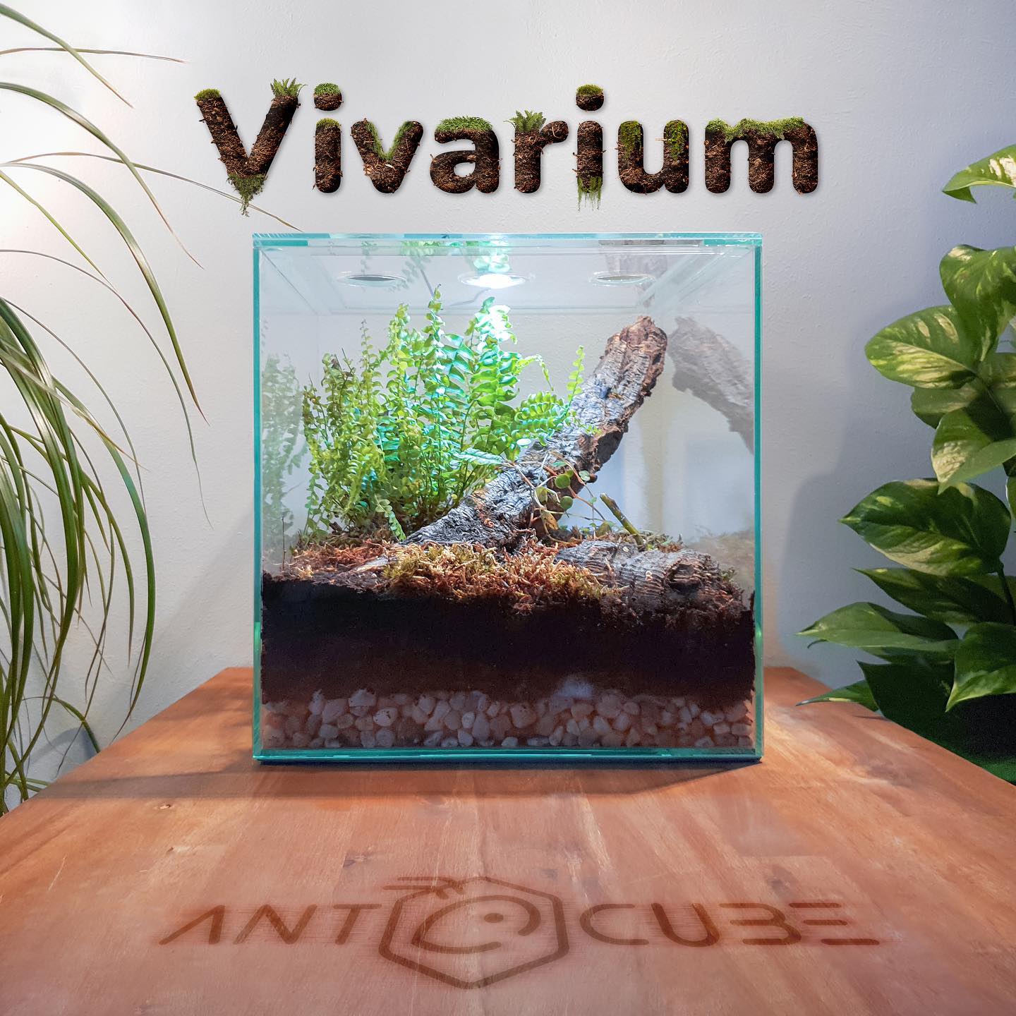 Kit Vivarium Antcube 30x30x30cm - Fourmiculture